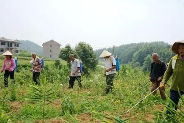 生姜的常见病害与防治方法，常见的有软腐病、腐烂病等