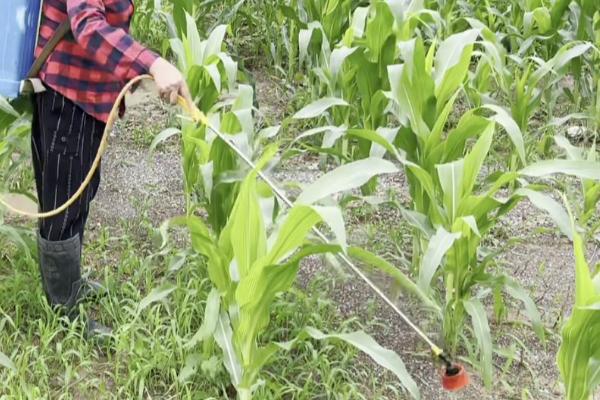 玉米粗缩病怎么防治，可农业防治也可药剂防治