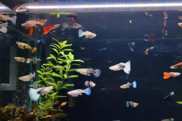 鱼缸停电怎么给鱼增氧，最好的方法就是换水