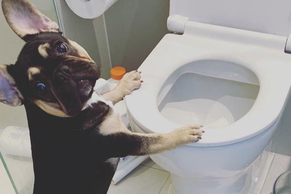 如何训练狗狗上厕所，需要从小抓起