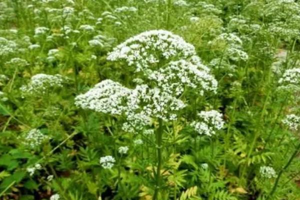 缬草如何种植，采用播种进行繁殖