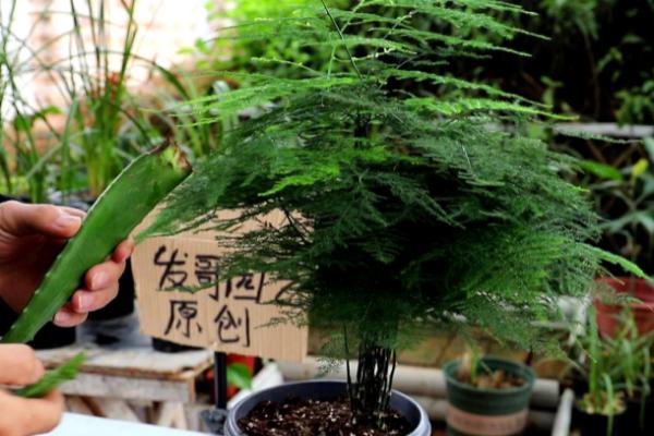 文竹常见的品种，常见的有矮文竹、大文竹等