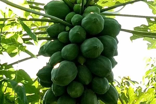能否截短过高的木瓜树，青年期可修剪主枝和侧枝、降低株高