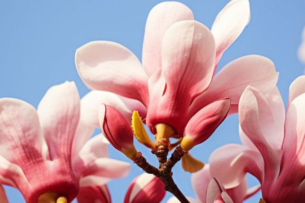 中国名花是什么花，有牡丹花、月季花、茶花等