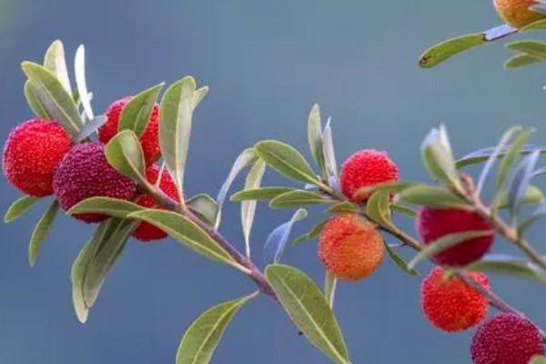 杨梅在几月份成熟，成熟时间与杨梅品种密切相关