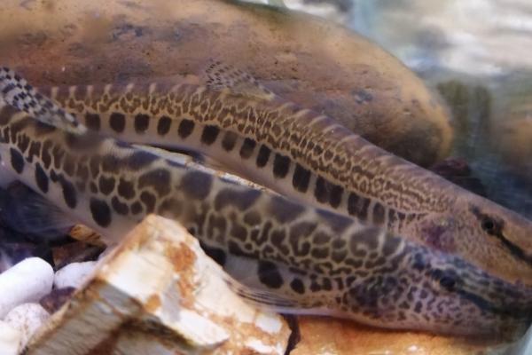 泥鳅的种类，常见的有真泥鳅、大鳞副泥鳅、中华泥鳅等