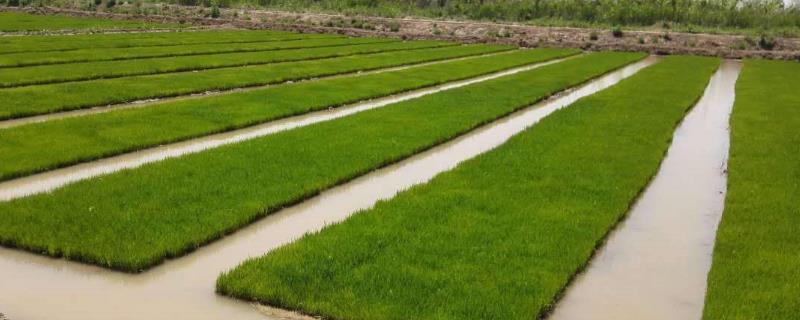 智两优5478水稻品种的特性，每亩有效穗数14.3万