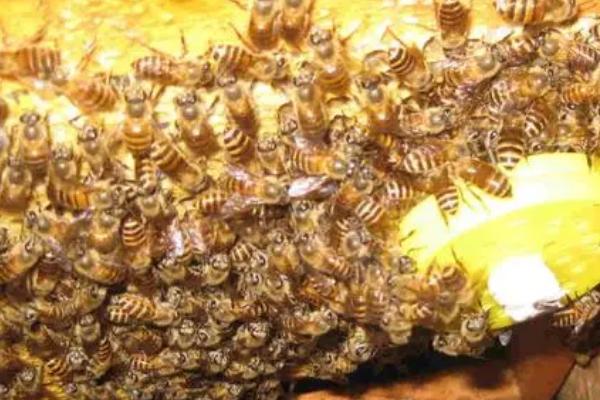 蜜蜂分蜂后还有几个王台怎么办，根据群势采取不同措施