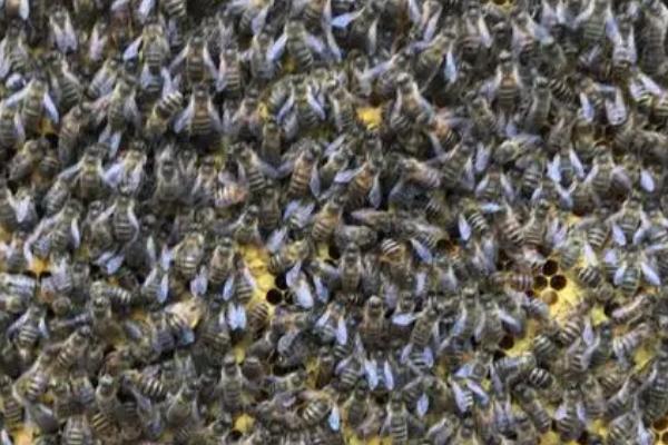 蜜蜂分蜂后还有几个王台怎么办，根据群势采取不同措施