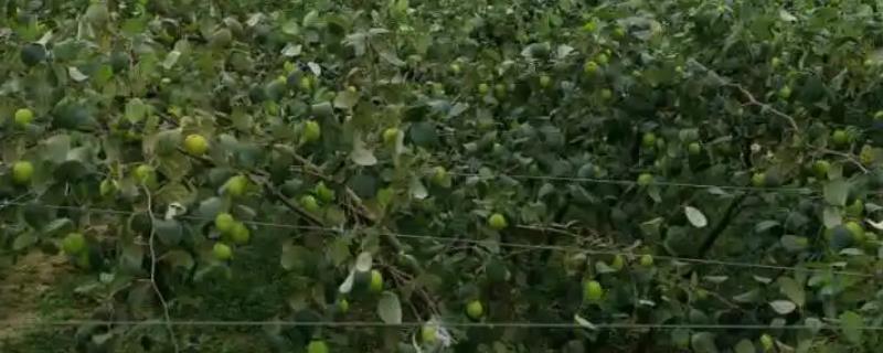 青枣的田间管理技术，在1月到2月栽植为佳