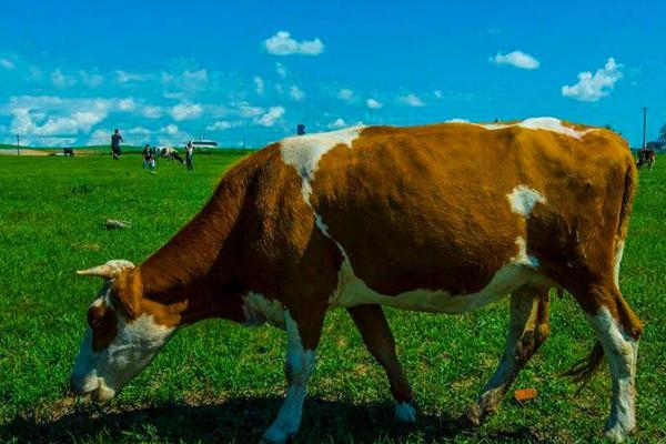 怎么治疗牛吃土，一定要加强饲养管理