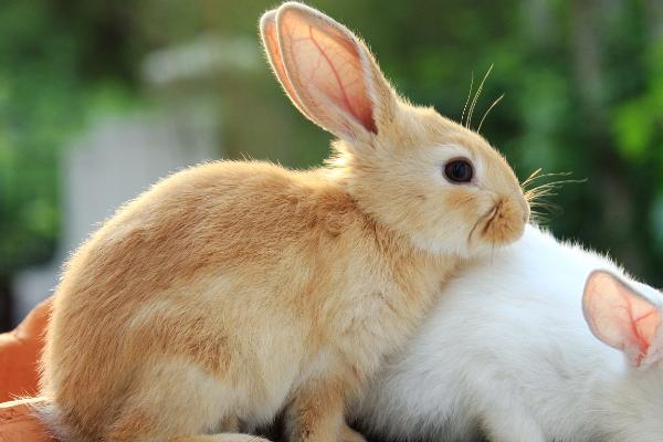 兔子打喷嚏的原因及防治方法，患上呼吸道疾病或空气污染均会导致