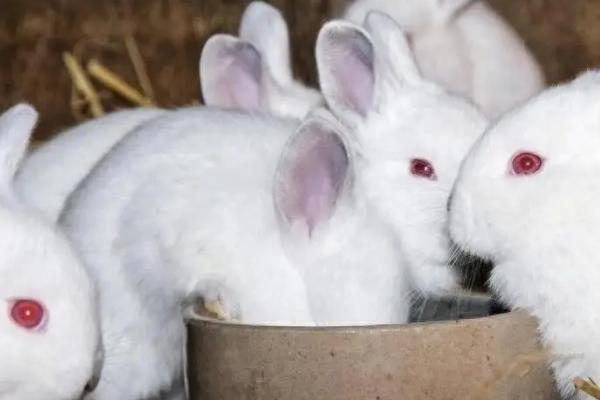 兔子打喷嚏的原因及防治方法，患上呼吸道疾病或空气污染均会导致