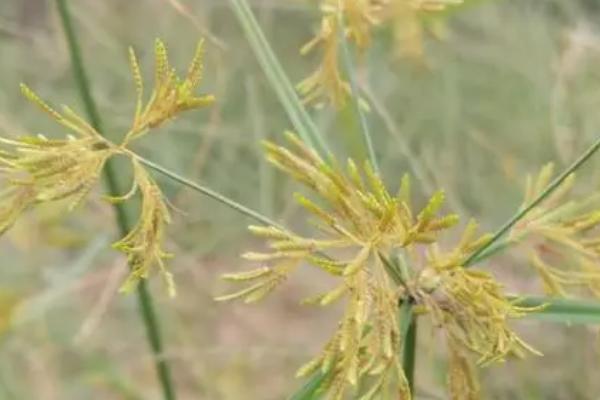 田间香附子为啥难杀死，是由于其具有块状根茎所致