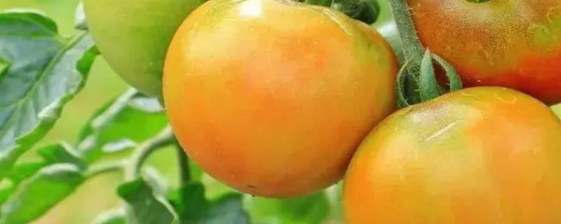 作物的营养临界期相关介绍，是指对养分没有太多需求、但缺少养分会导致发育不良的时期