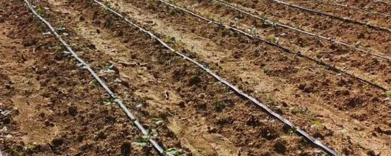 种植红薯怎么起垄，主要有以下3种方法