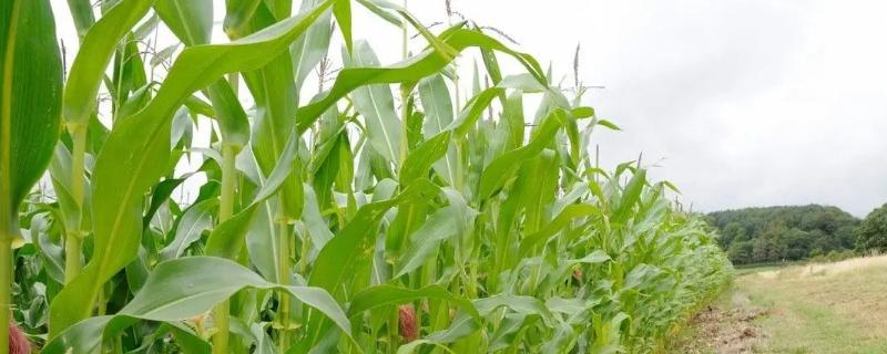 丰德存玉22玉米品种的特性，6月20日前播种