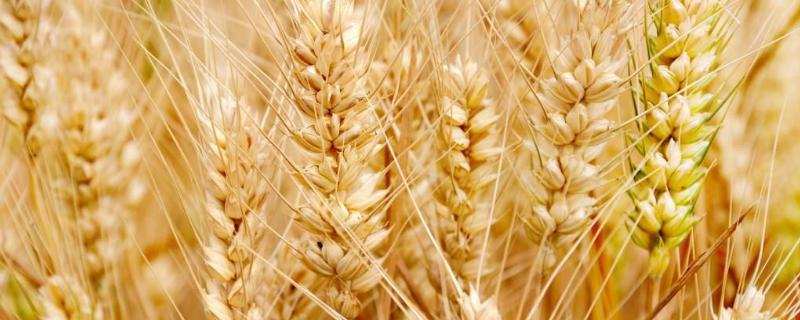 存麦11小麦品种的特性，全生育期228天