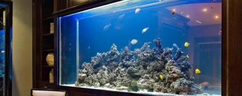 浮法玻璃鱼缸和超白哪个好，二者都非常适合作为鱼缸的材质