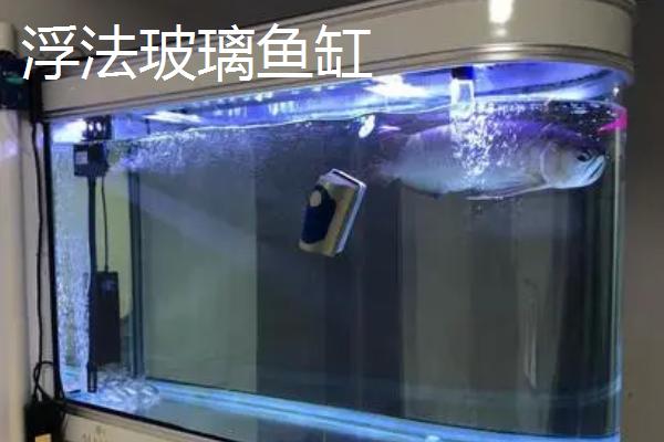 浮法玻璃鱼缸和超白哪个好，二者都非常适合作为鱼缸的材质