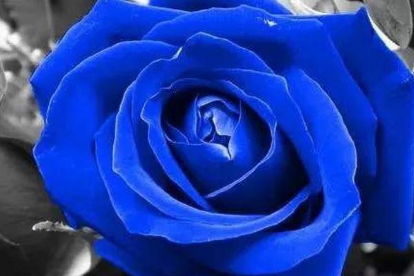 19朵蓝色妖姬的花语，寓意爱的承诺、长长久久