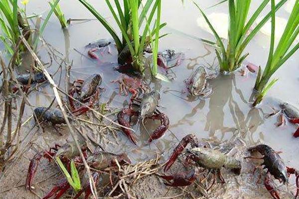稻田养殖虾蟹的过冬方法，一般是在晴朗的天气进行投喂
