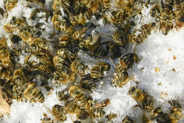 蜜蜂越冬最适温度是多少，最适温度是-2-8℃