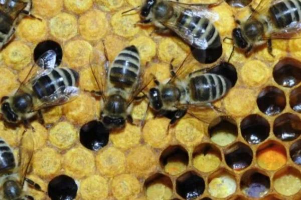 蜜蜂越冬最适温度是多少，最适温度是-2-8℃