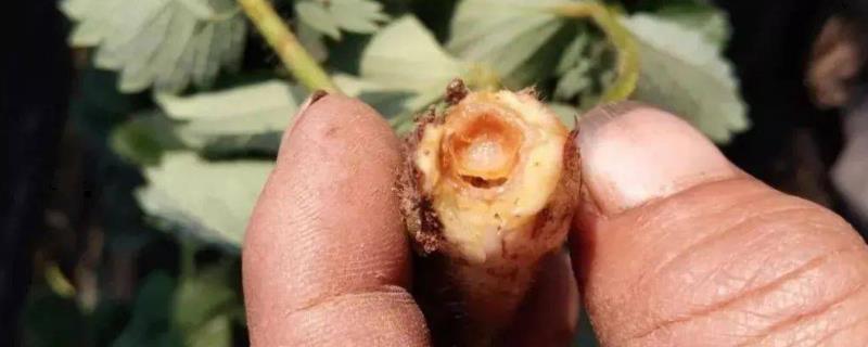 草莓空心病有什么症状，前期叶片上会出现黑点、中期叶缘会干枯