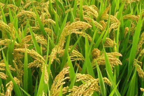 泼优6615水稻种子特征特性，全生育期115.4天