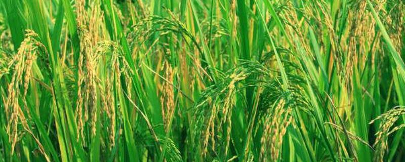 B两优029水稻品种简介，籼型两系杂交水稻品种