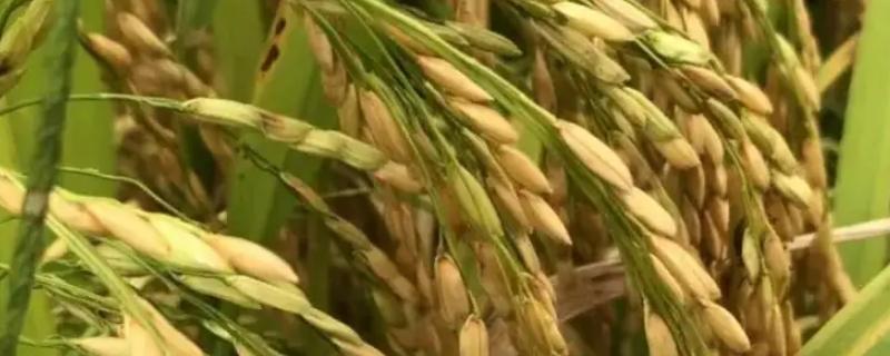 锦两优华占水稻种子介绍，全生育期147.6天