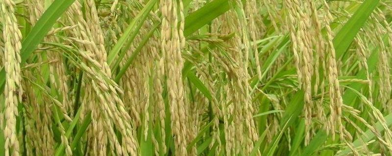 泼优6615水稻种子特征特性，全生育期115.4天