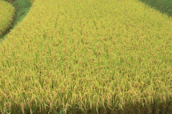 锦两优22水稻品种的特性，每亩有效穗数22.0万穗