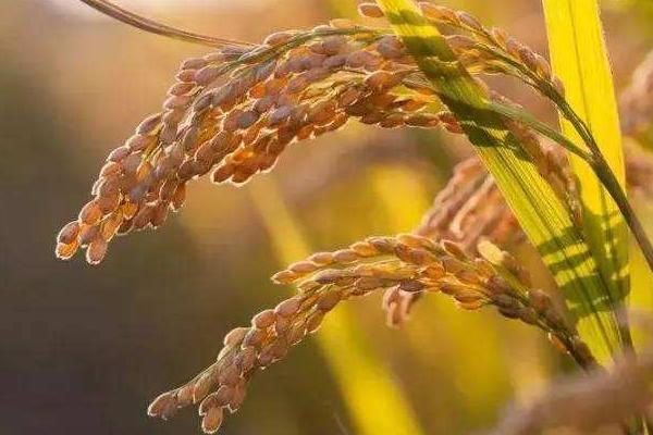 C两优068水稻种简介，注意秧田肥水管理和病虫防治