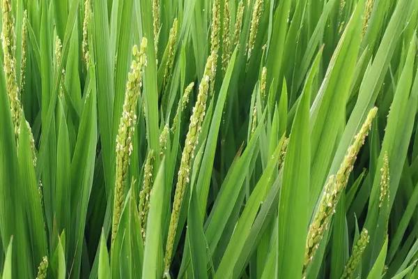 雨两优1033水稻种子介绍，5月中下旬播种
