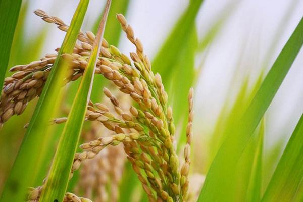 绿两优9871水稻品种的特性，每亩施10千克左右的尿素