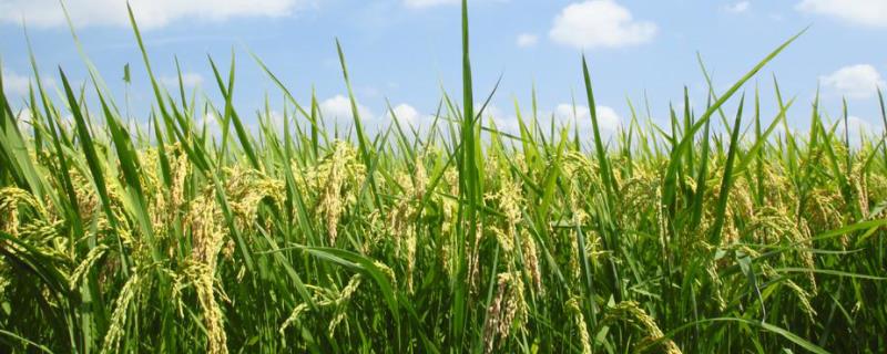 喜两优超占水稻品种的特性，籼型两系杂交水稻品种