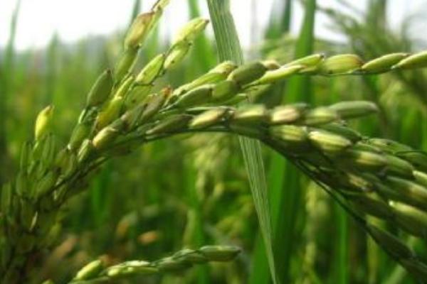 绿两优9871水稻品种的特性，每亩施10千克左右的尿素