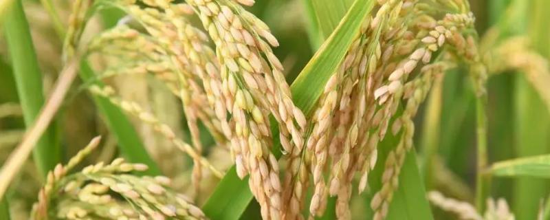 雅7优5049水稻种子介绍，综合防治病虫害