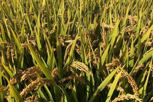 川农优308水稻种子特征特性，每亩有效穗数16.3万穗