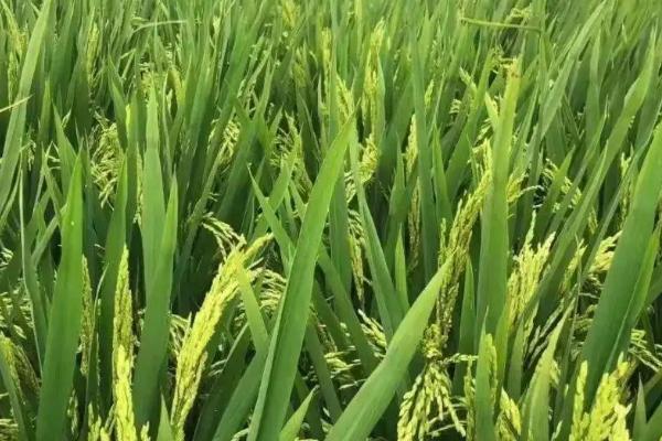 晶两优534水稻种子简介，每亩有效穗数18.5万穗
