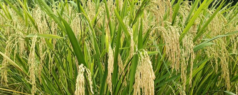 亮两优534水稻品种的特性，播种前药剂浸种