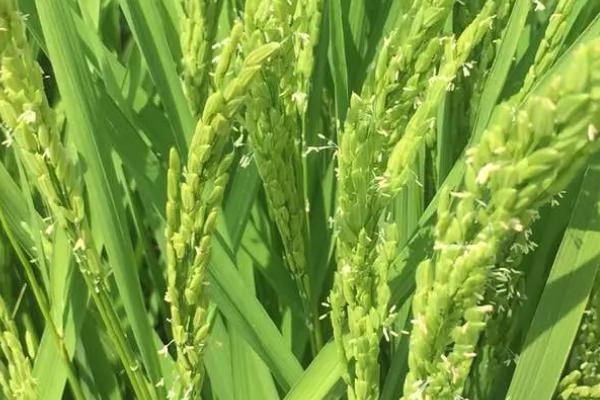 隆两优765水稻种子介绍，每亩有效穗数15.6万穗