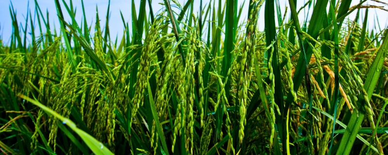 荟丰优713水稻种简介，每亩有效穗数15.3万穗