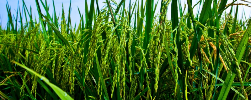 荟丰优713水稻种简介，每亩有效穗数15.3万穗