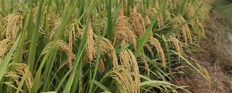 隆两优3301水稻品种的特性，每亩插足基本苗6万以上