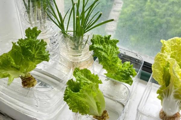 家里水培蔬菜怎么种植，推荐用全元素水溶肥施肥