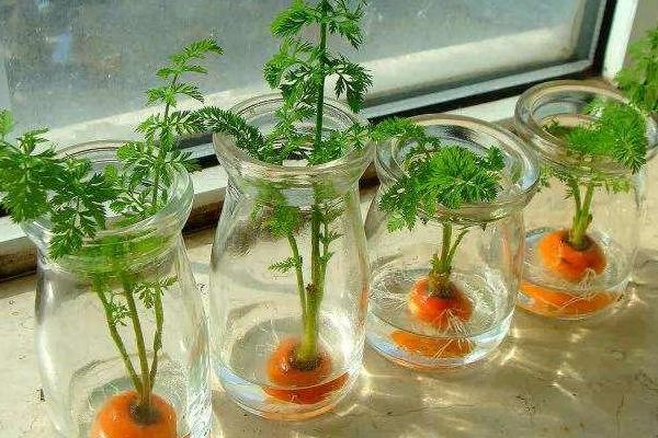 家里水培蔬菜怎么种植，推荐用全元素水溶肥施肥
