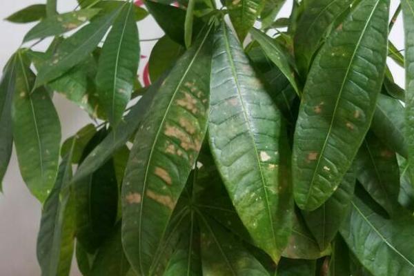 发财树叶斑病的预防方式，种植密度适宜且雨后及时排水等